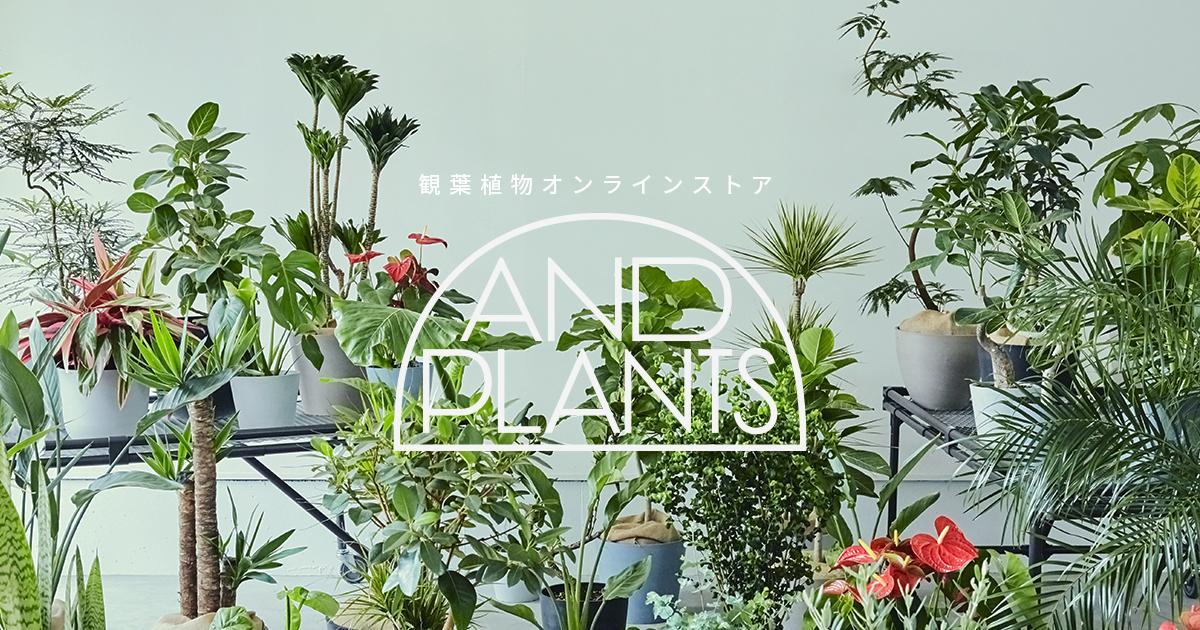 植物・花のオンラインストア「AND PLANTS」